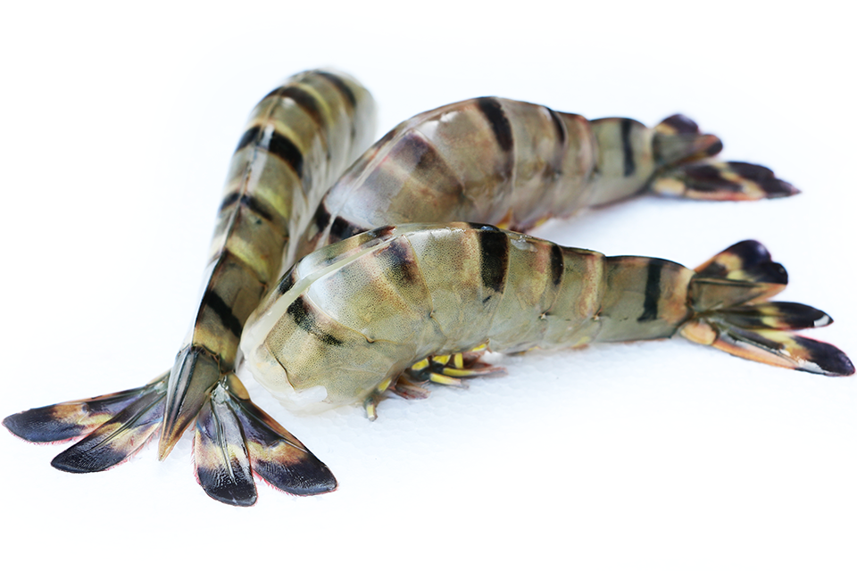 Black tiger shrimps